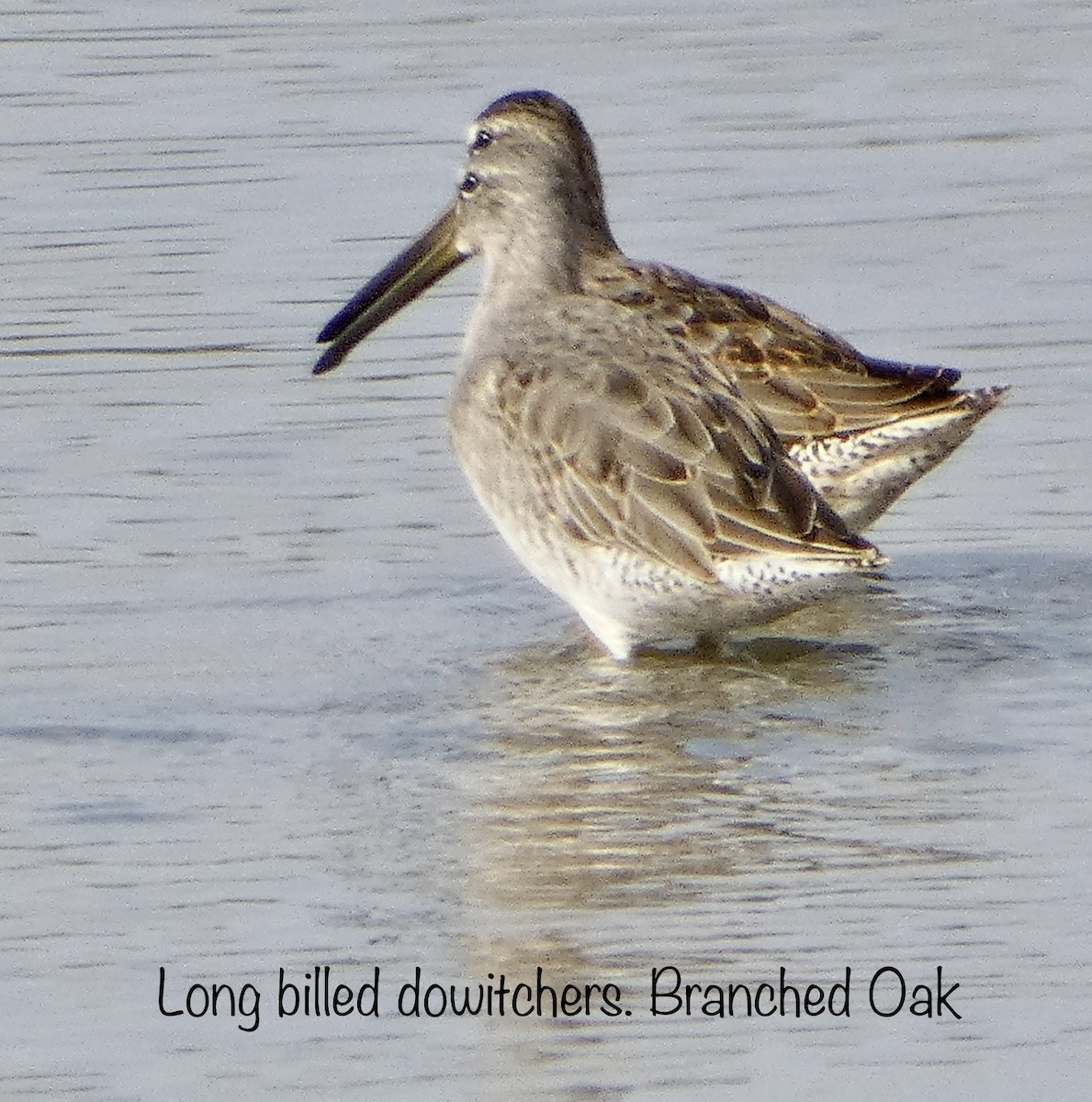 Long-billed Dowitcher - Joan Junkin