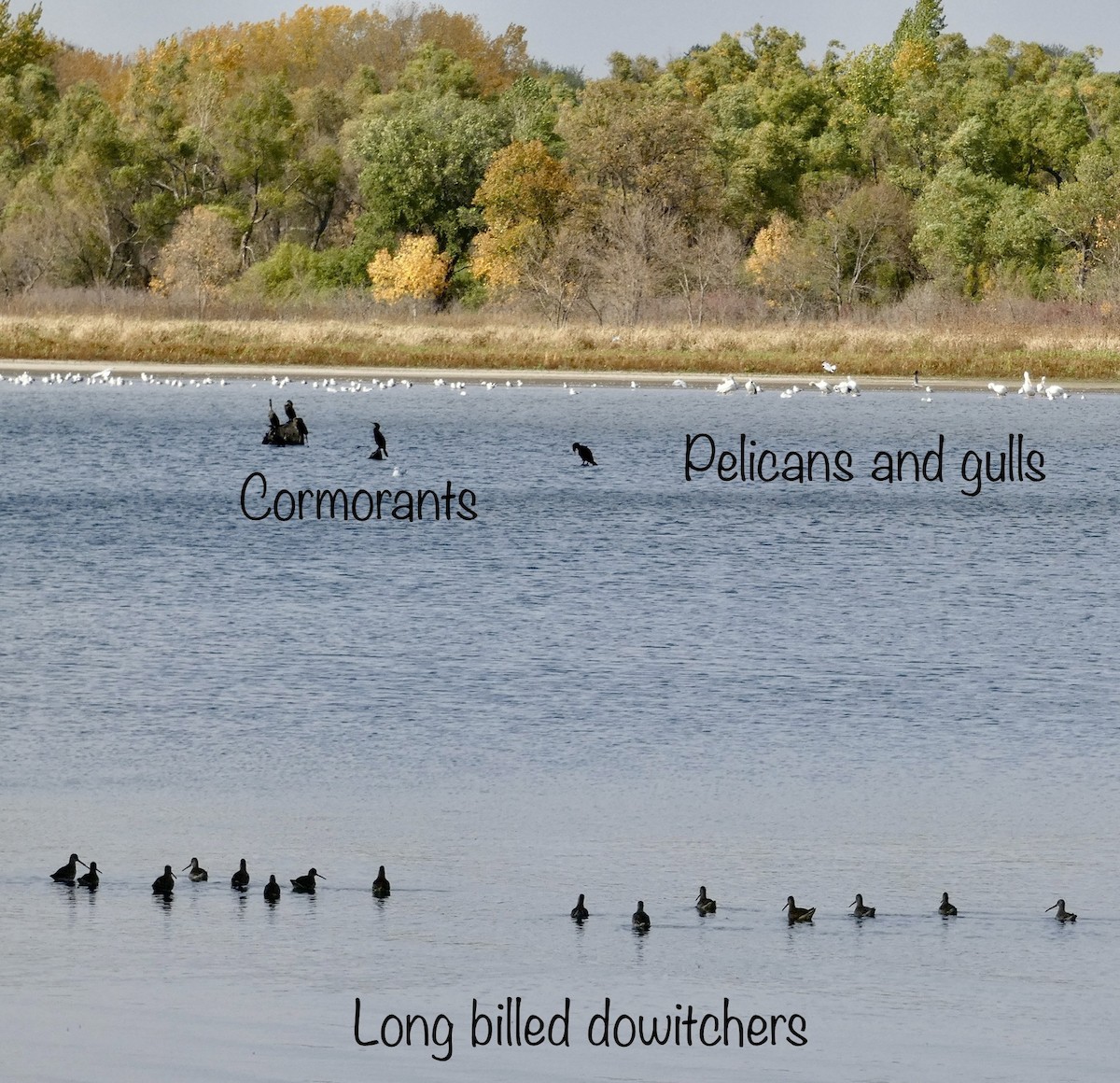 Long-billed Dowitcher - Joan Junkin