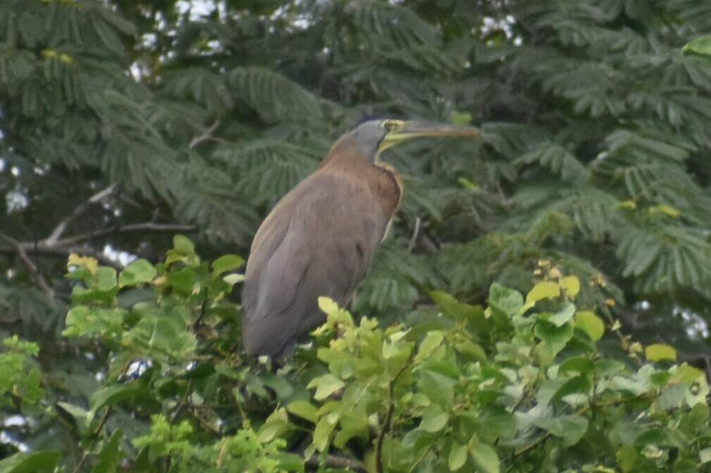 Bare-throated Tiger-Heron - ML610342563