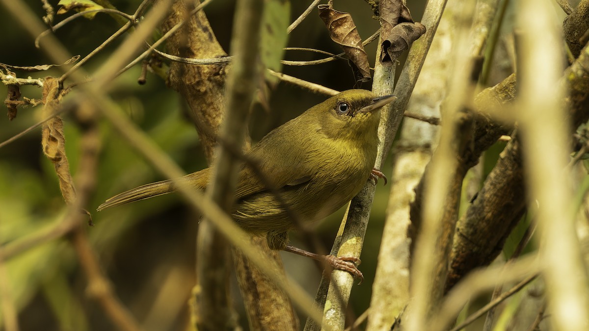 Pulitzer's Longbill - ML610342657