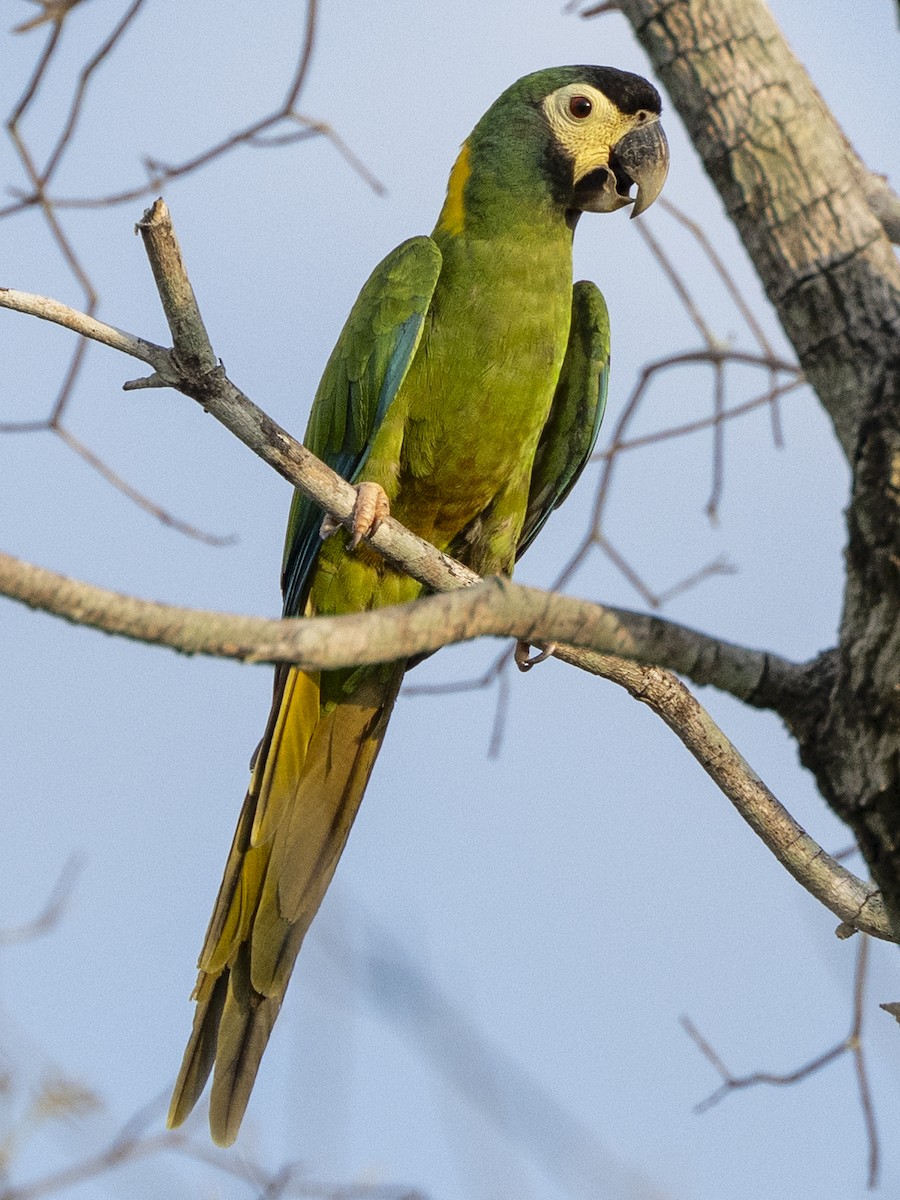 Yellow-collared Macaw - ML610342814