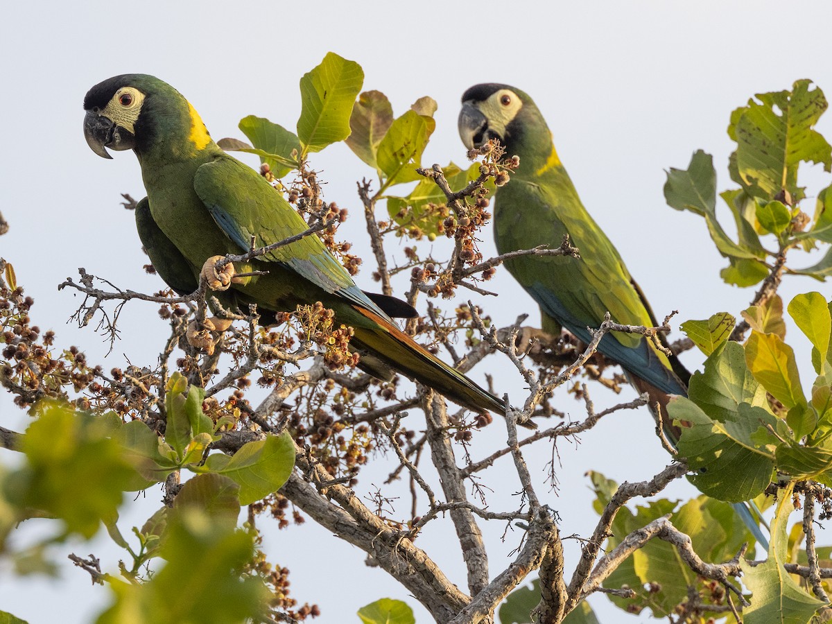 Yellow-collared Macaw - ML610342815