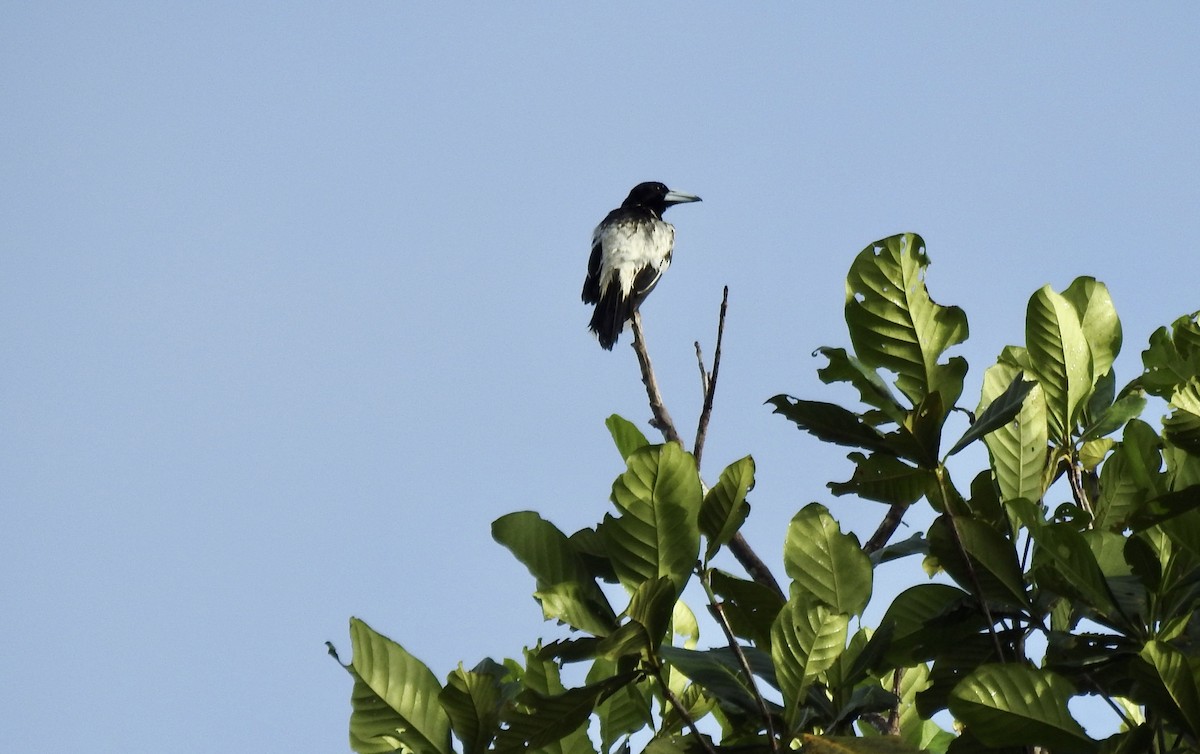 Папуанская флейтовая птица - ML610342984
