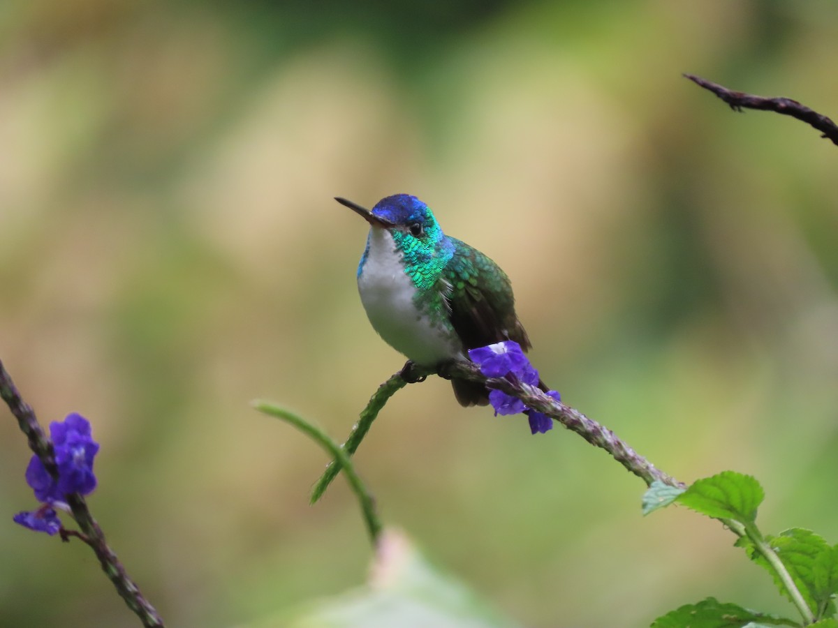 kolibřík andský - ML610342990