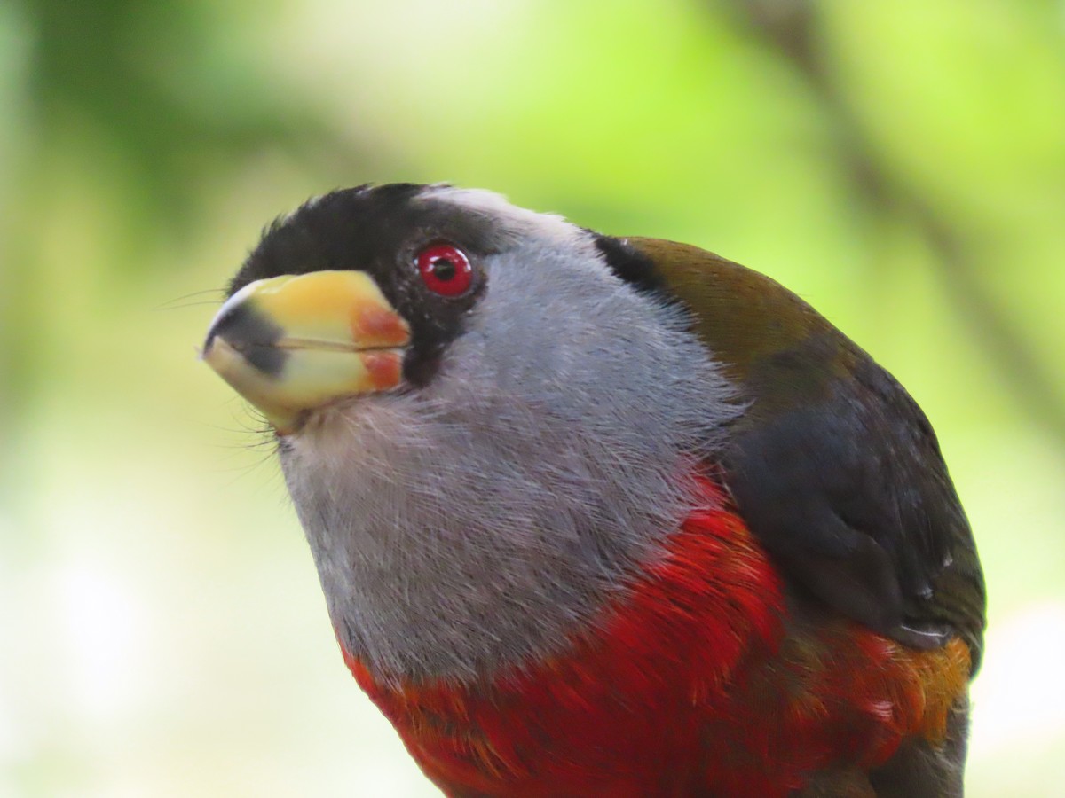 bradáček tukaní - ML610343016