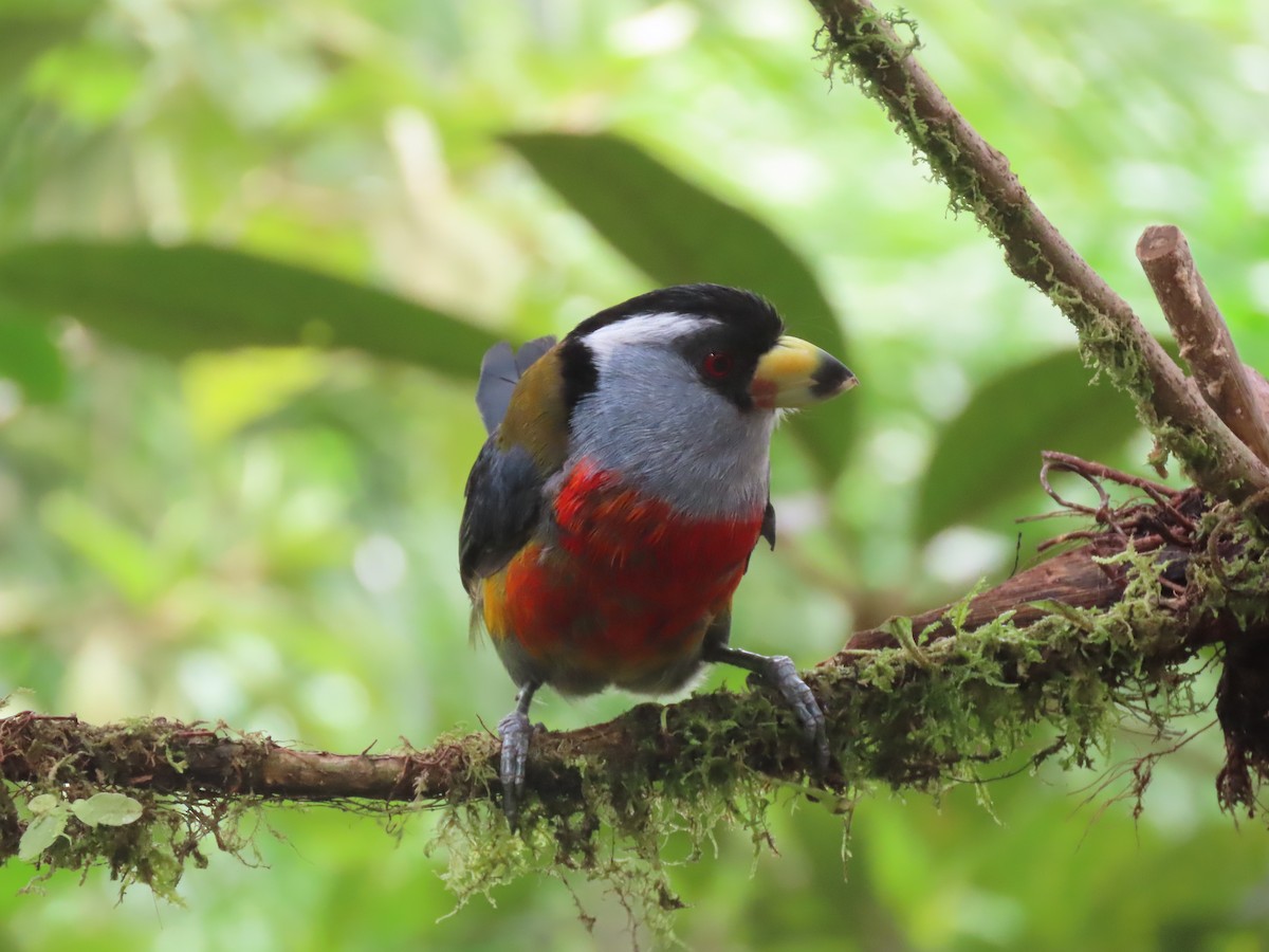 bradáček tukaní - ML610343017