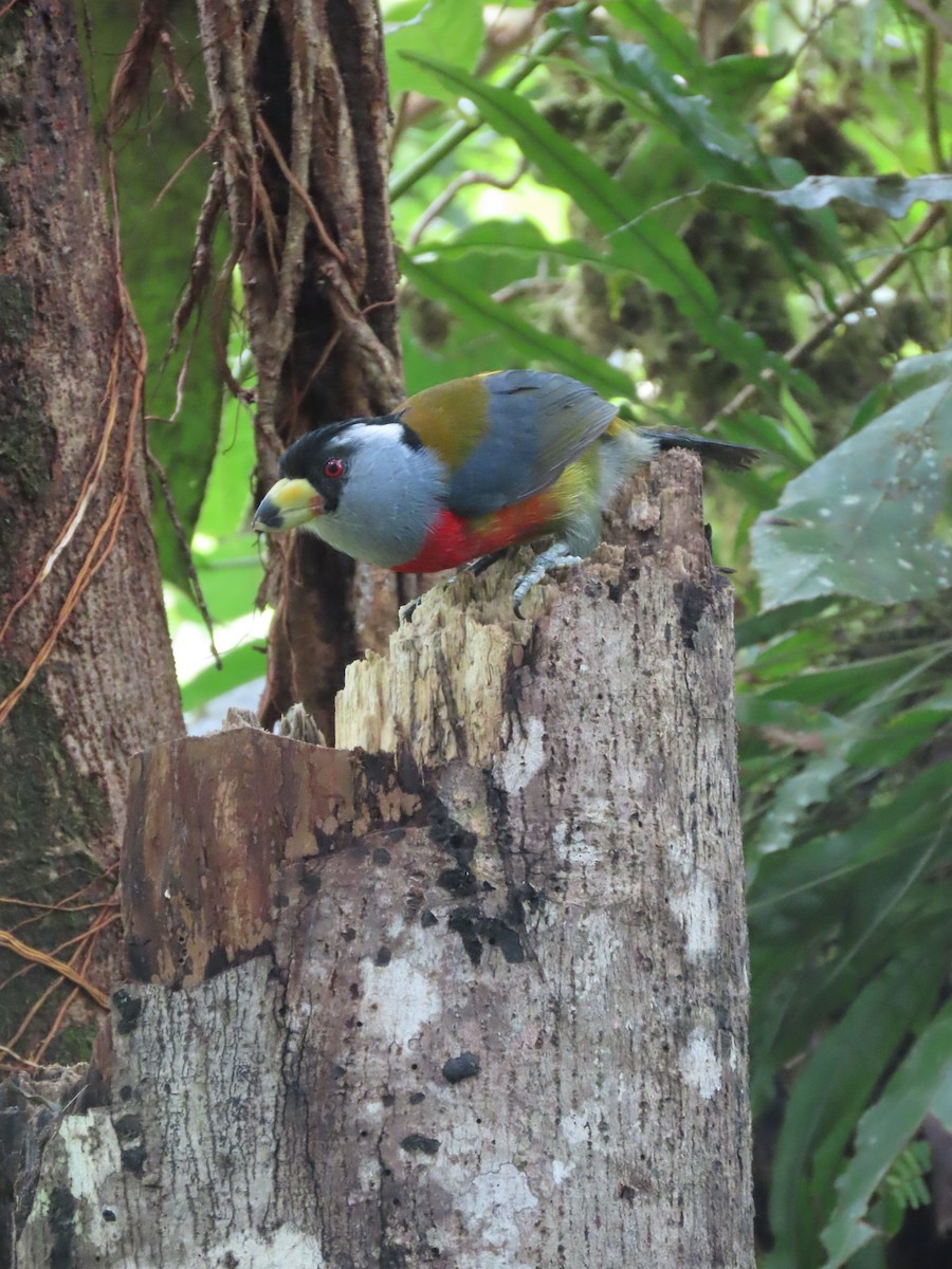 bradáček tukaní - ML610343018