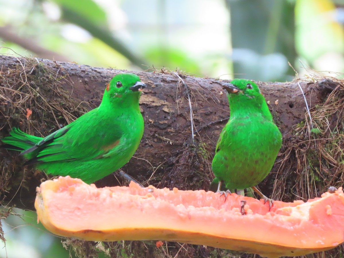 Glistening-green Tanager - ML610343040