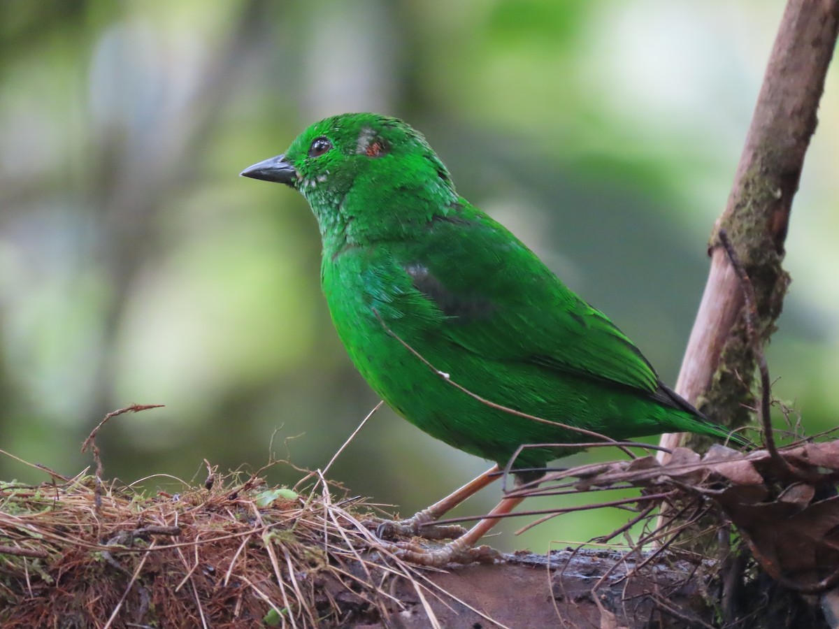 Glistening-green Tanager - ML610343041