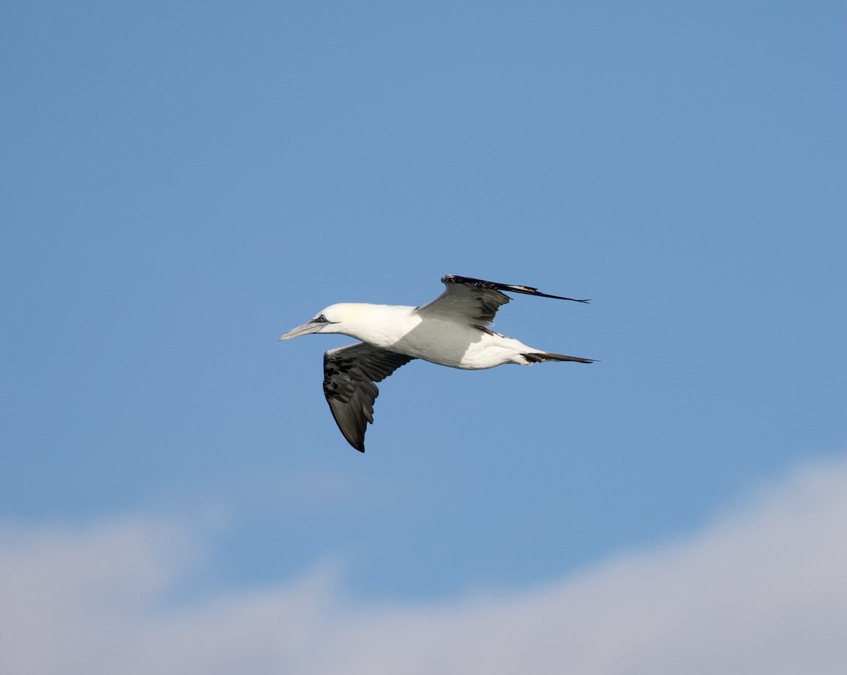 Northern Gannet - Douglas Baird