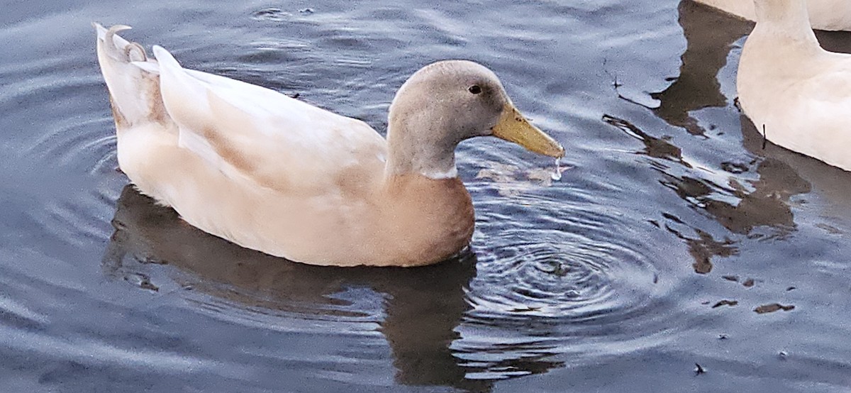 Mallard (Domestic type) - Lori Combs