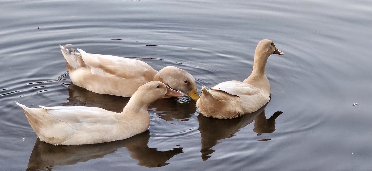 Mallard (Domestic type) - ML610343116