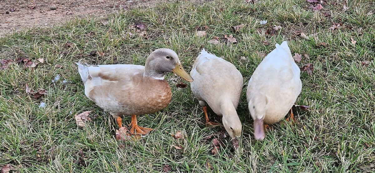 Mallard (Domestic type) - ML610343117