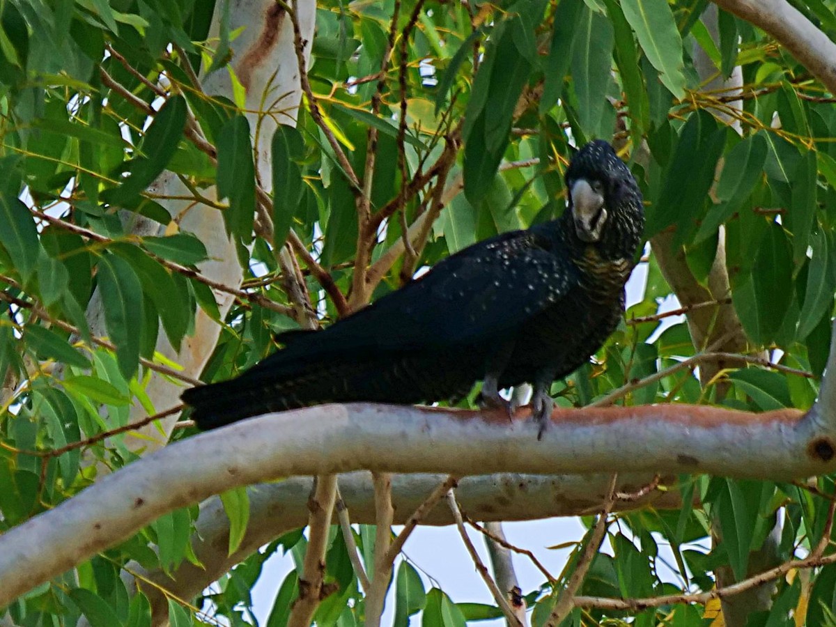 Red-tailed Black-Cockatoo - ML610343136