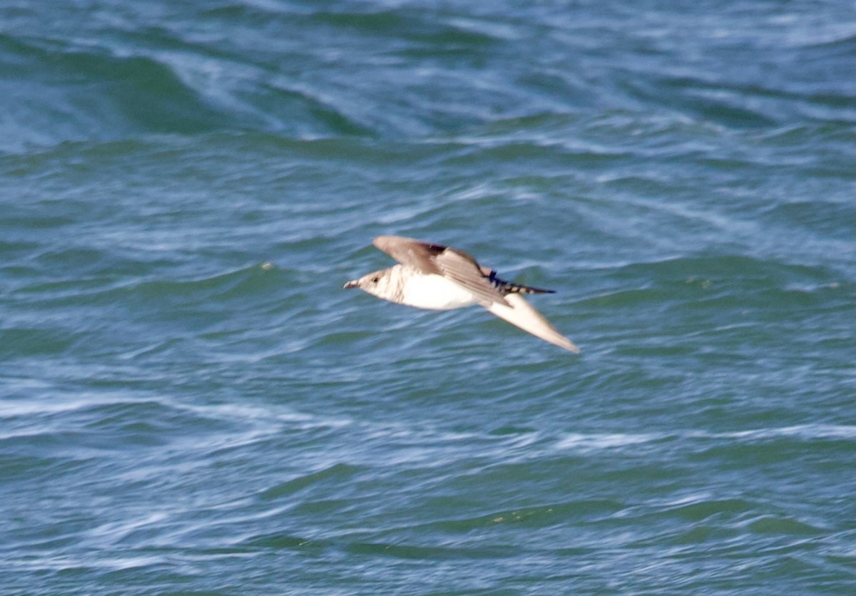 Parasitic Jaeger - Douglas Baird