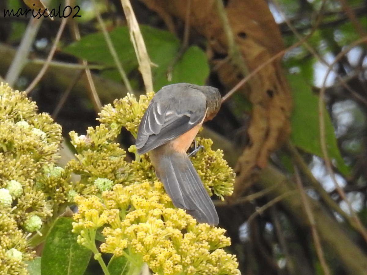 Rufous-browed Conebill - ML610343181