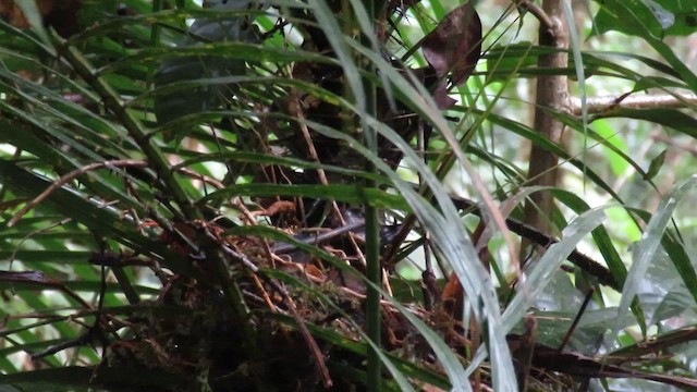 Sunda Laughingthrush - ML610343192