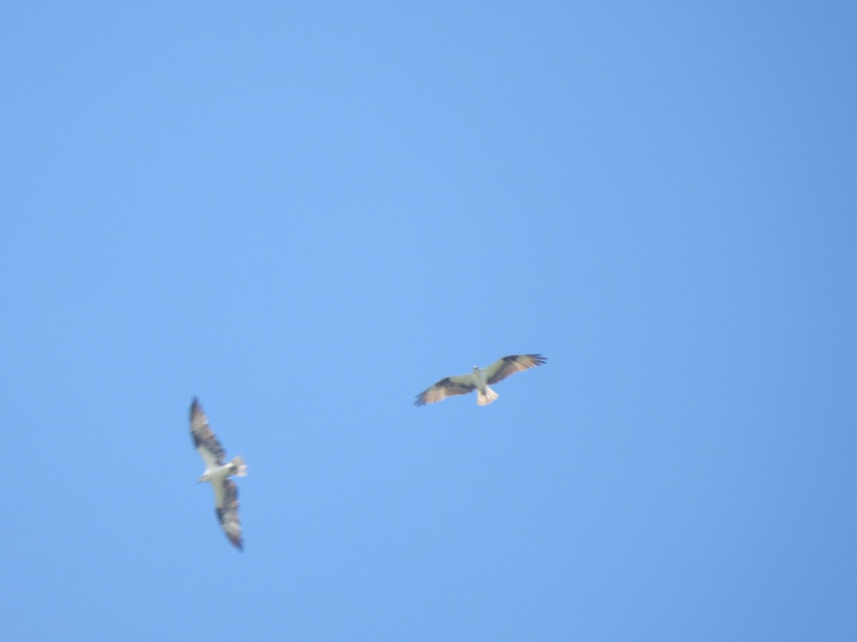 Águila Pescadora - ML610343219