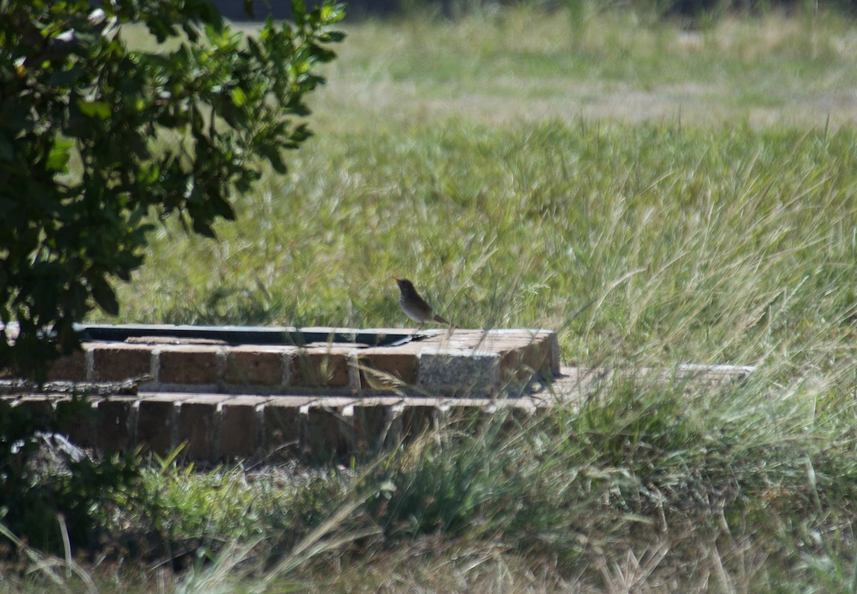 Gray-cheeked Thrush - ML610343263