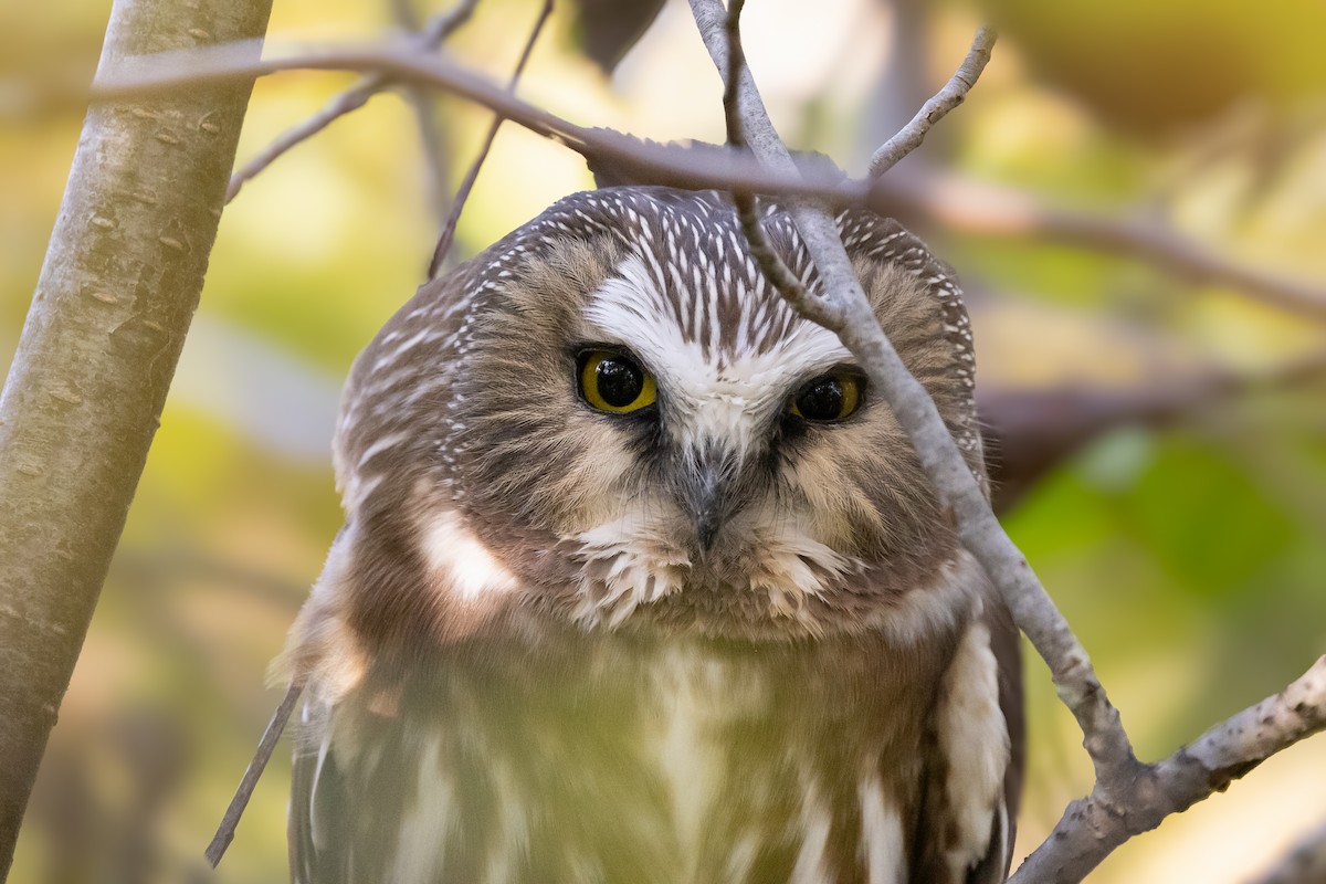 Northern Saw-whet Owl - Lewis Holmes