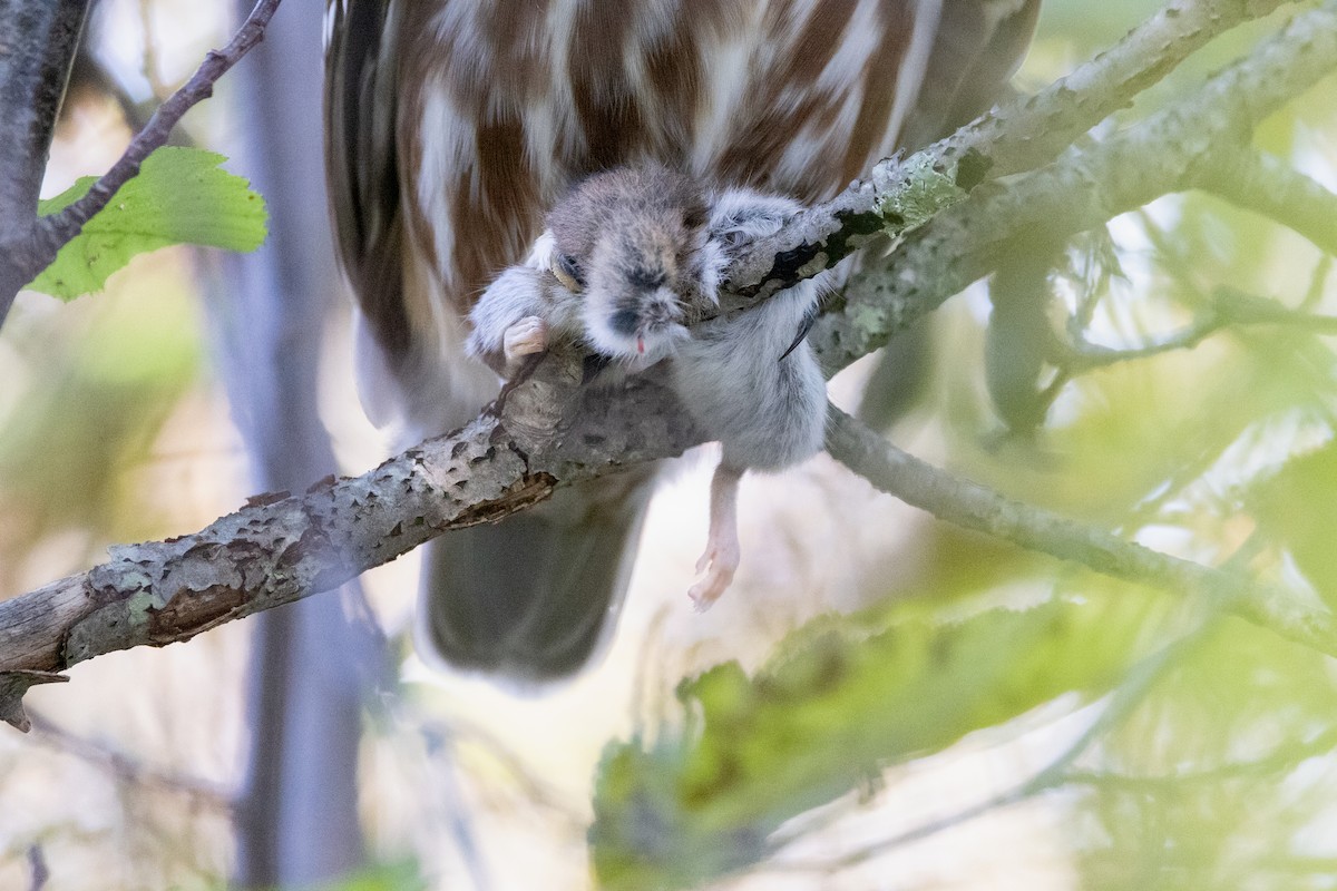 Northern Saw-whet Owl - Lewis Holmes