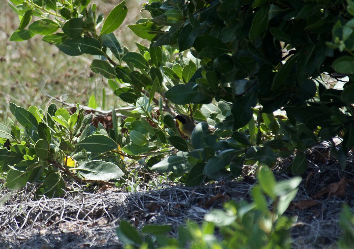 Common Yellowthroat - Nate Brown