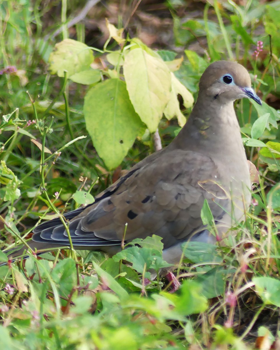 Mourning Dove - ML610343431