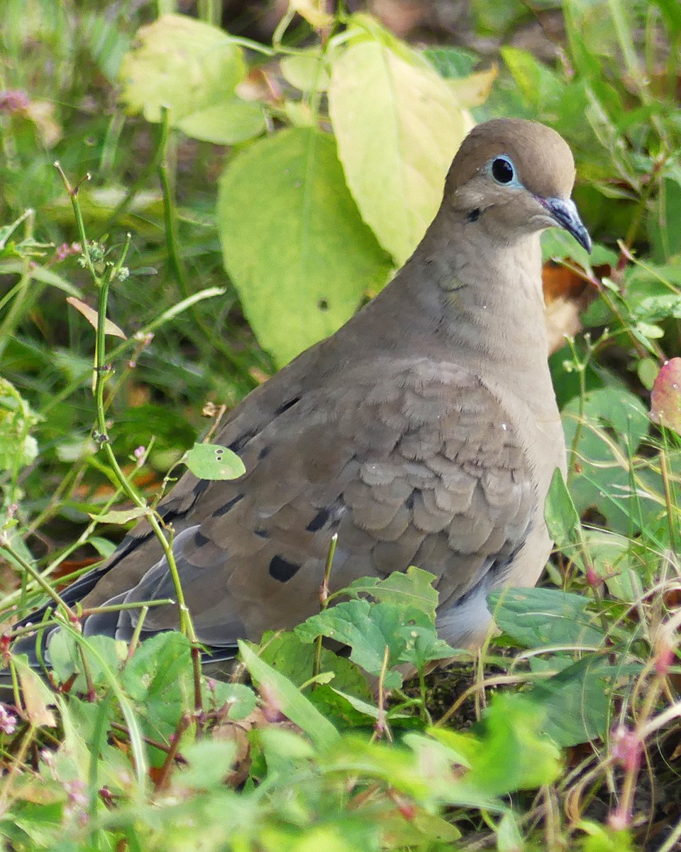 Mourning Dove - ML610343432