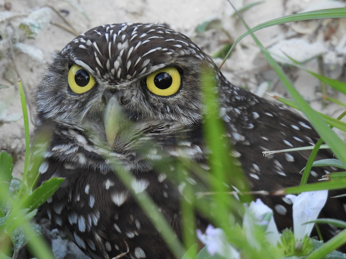 Burrowing Owl (Florida) - Pat Dwyer