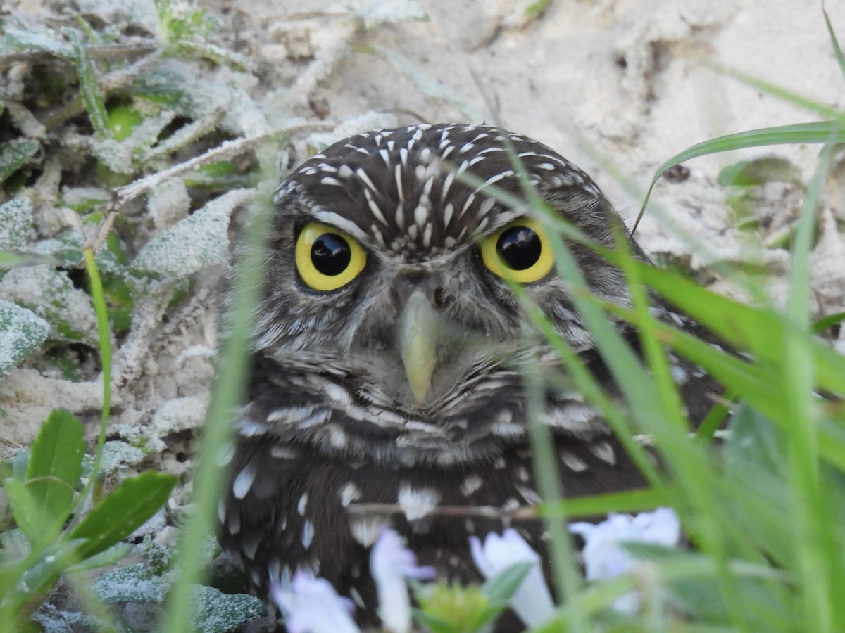 Burrowing Owl (Florida) - Pat Dwyer