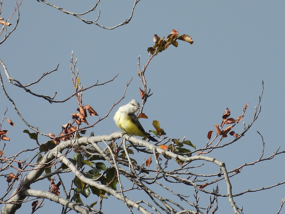 Schmalschnabel-Königstyrann - ML610343471