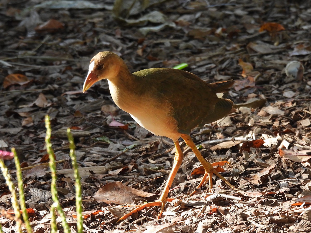 Purple Gallinule - Emily Clark