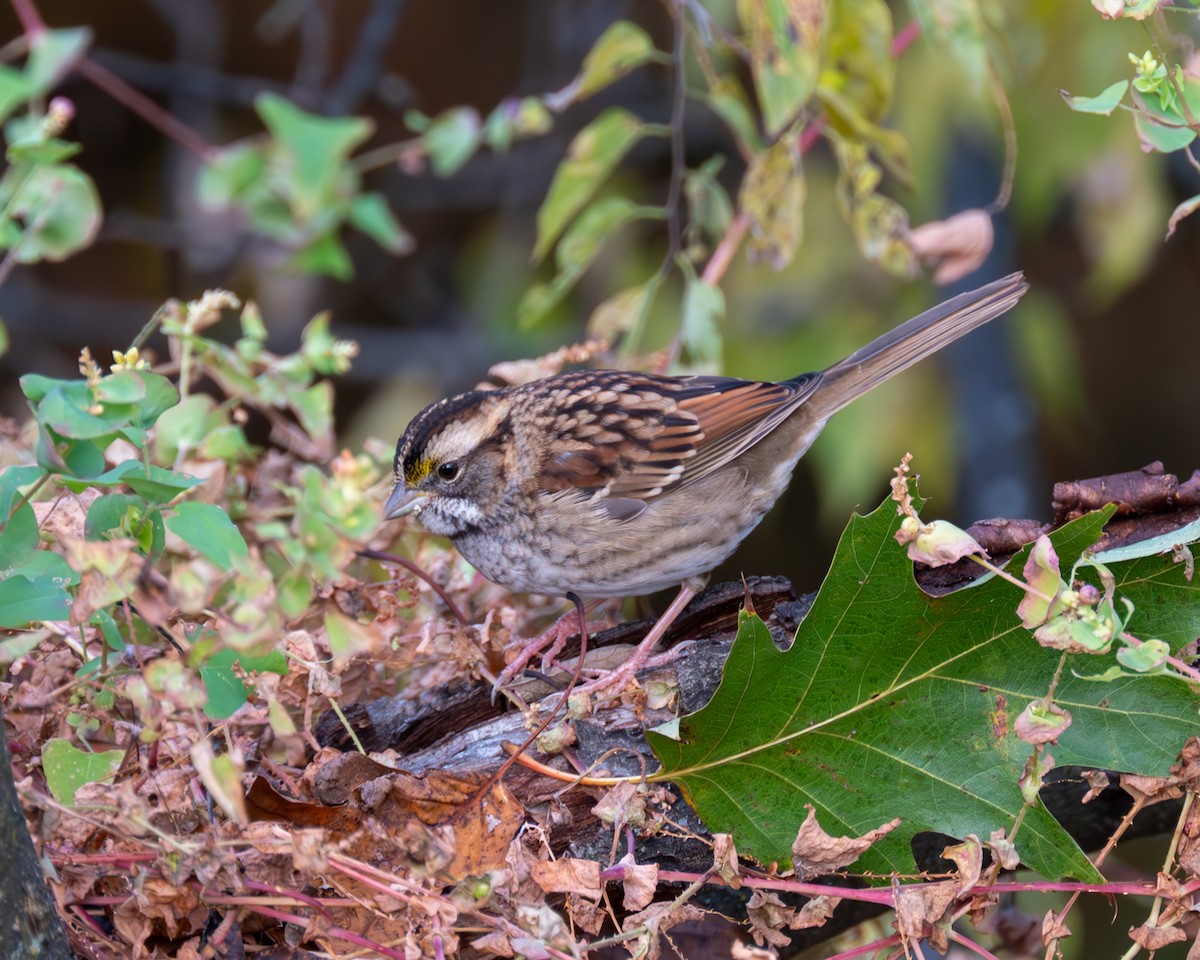White-throated Sparrow - Peter Rosario