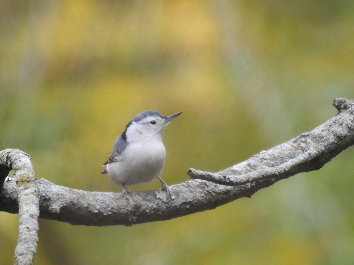 White-breasted Nuthatch - ML610343666