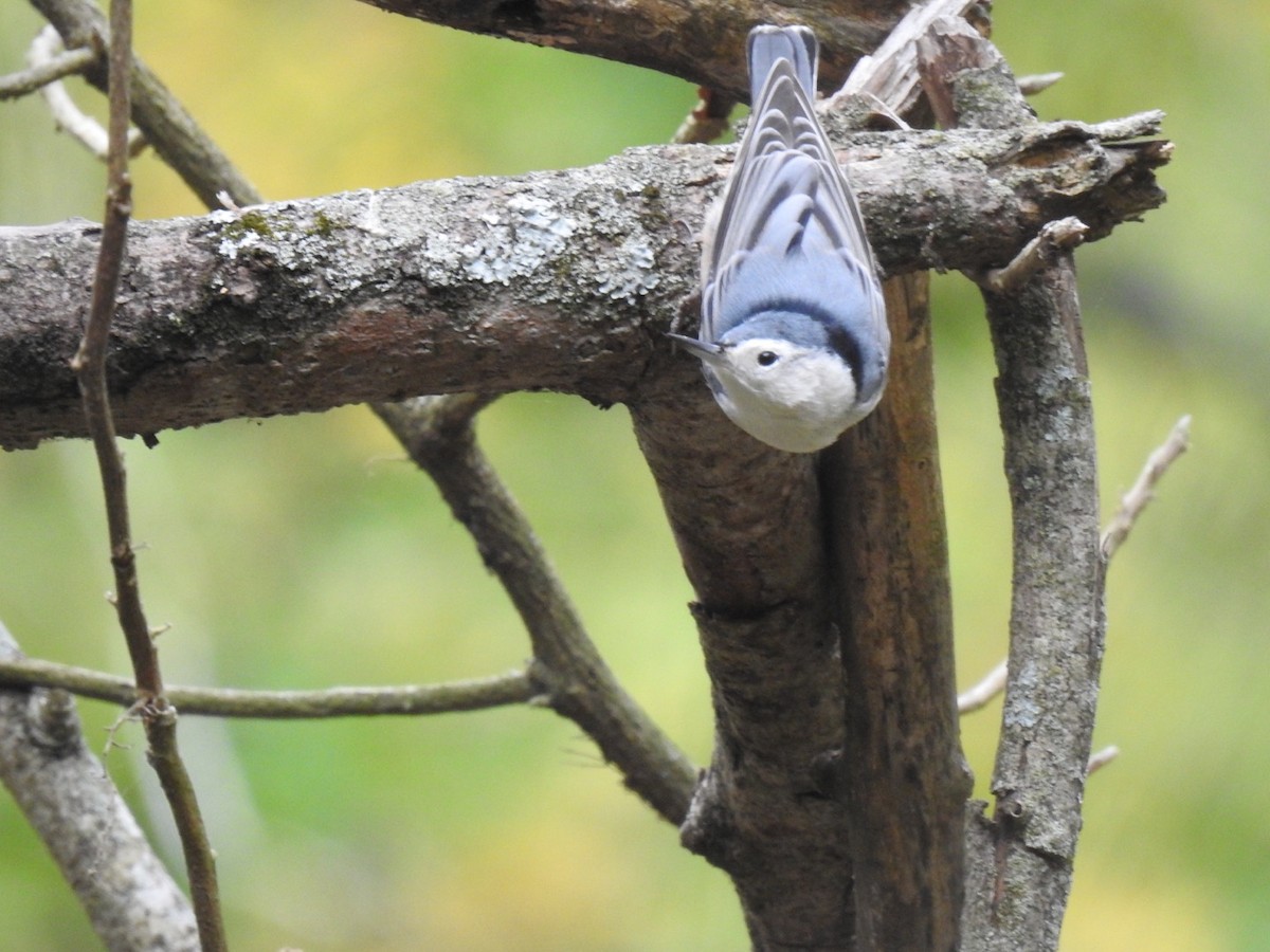 White-breasted Nuthatch - ML610343667