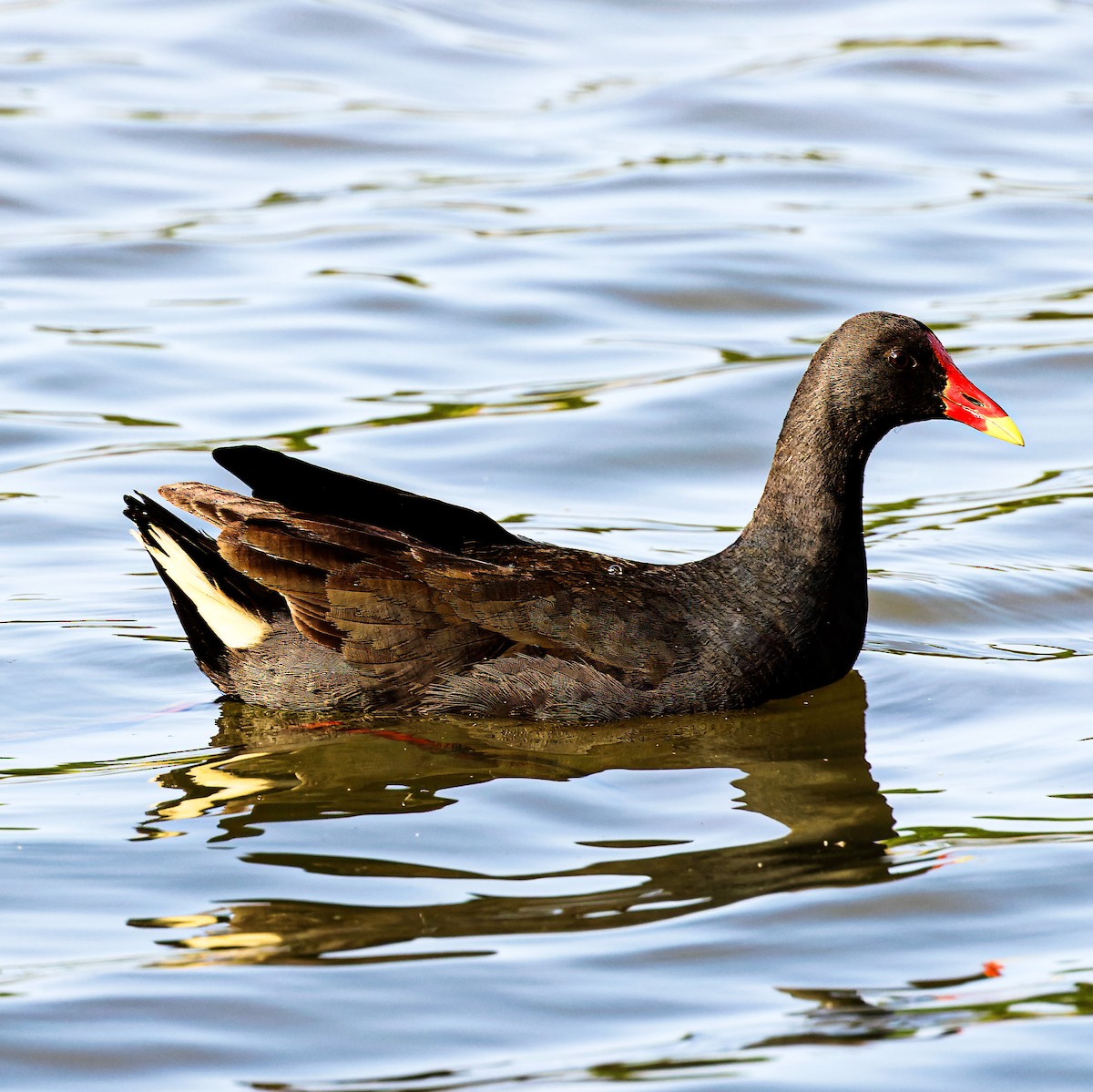 Papuateichhuhn - ML610343749