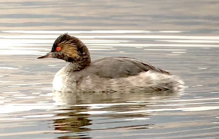 Eared Grebe - ML610343752