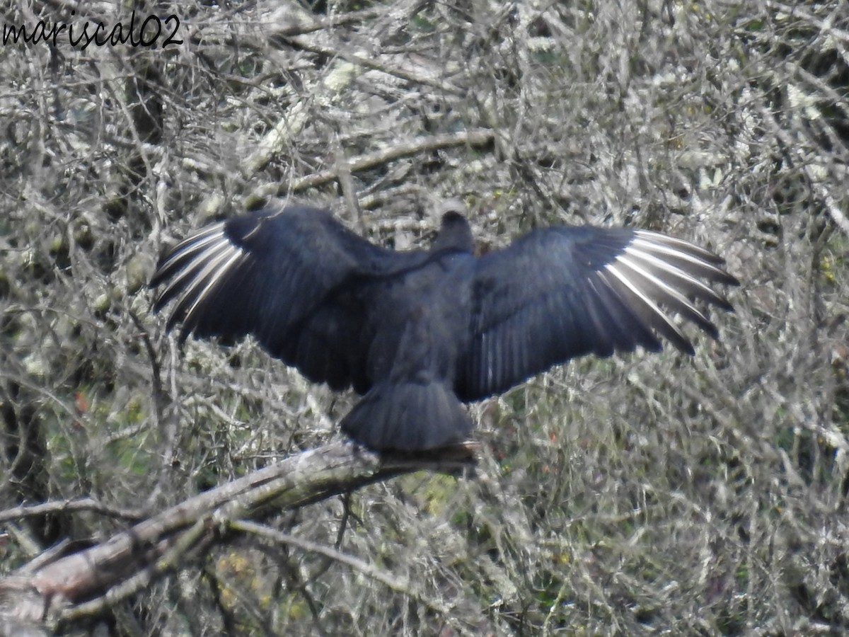 Black Vulture - ML610343791