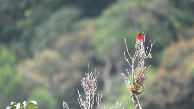 Temminck's Sunbird - ML610343802