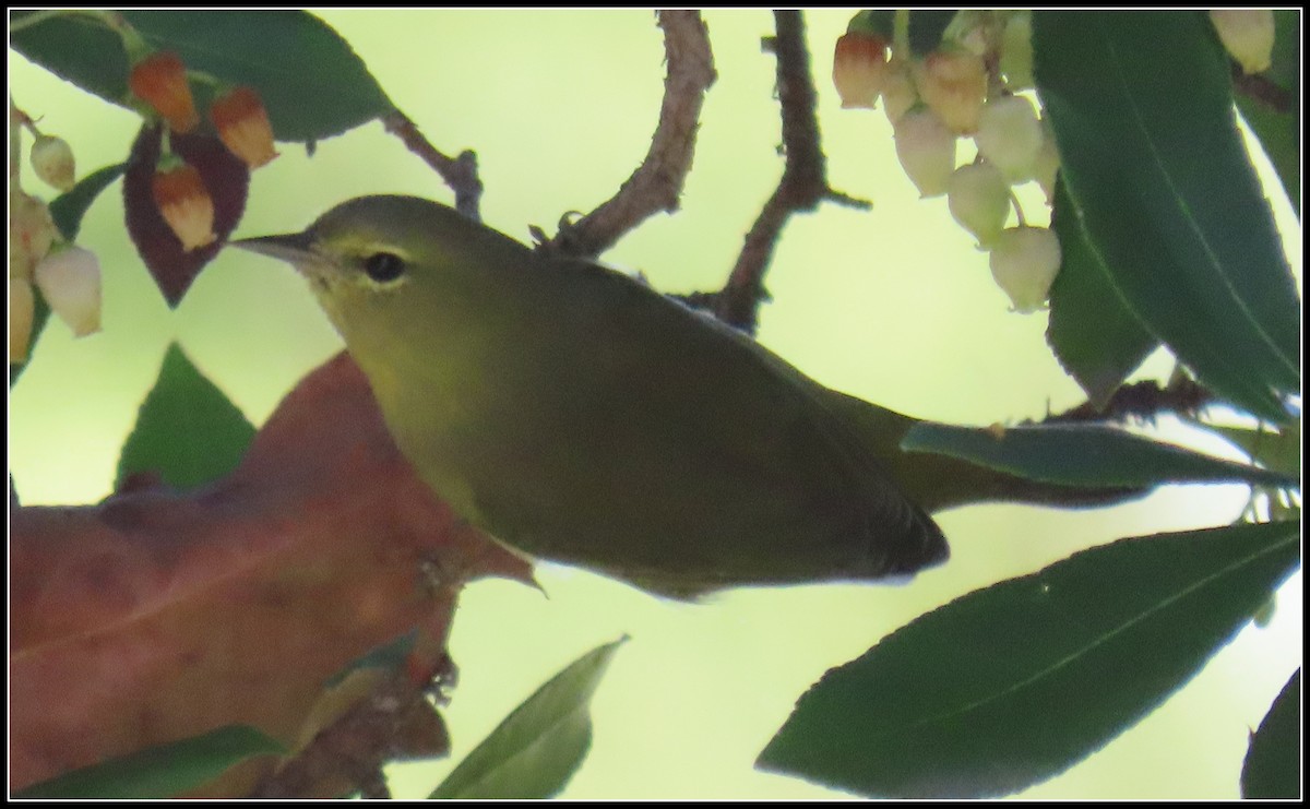 Orange-crowned Warbler - Peter Gordon