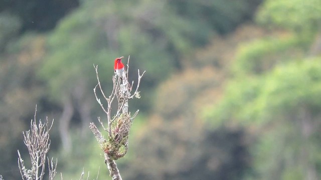 Temminck's Sunbird - ML610343893