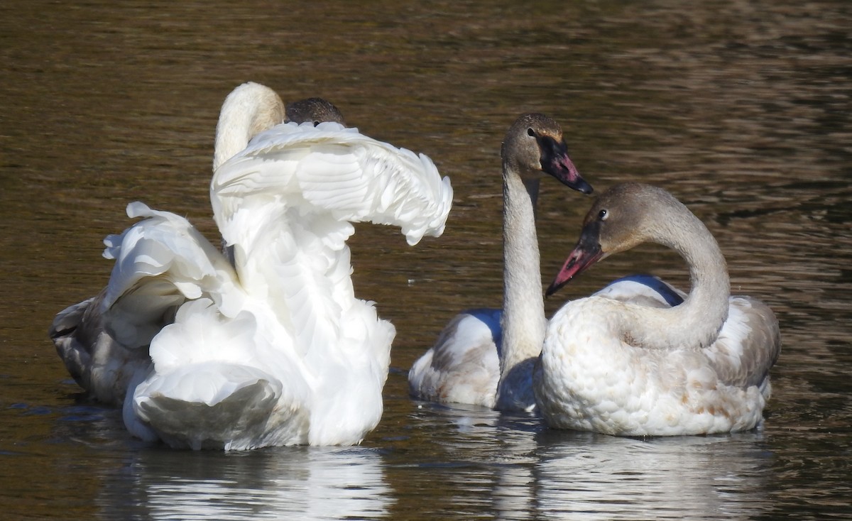 Trumpeter Swan - Jo Ellen Floer