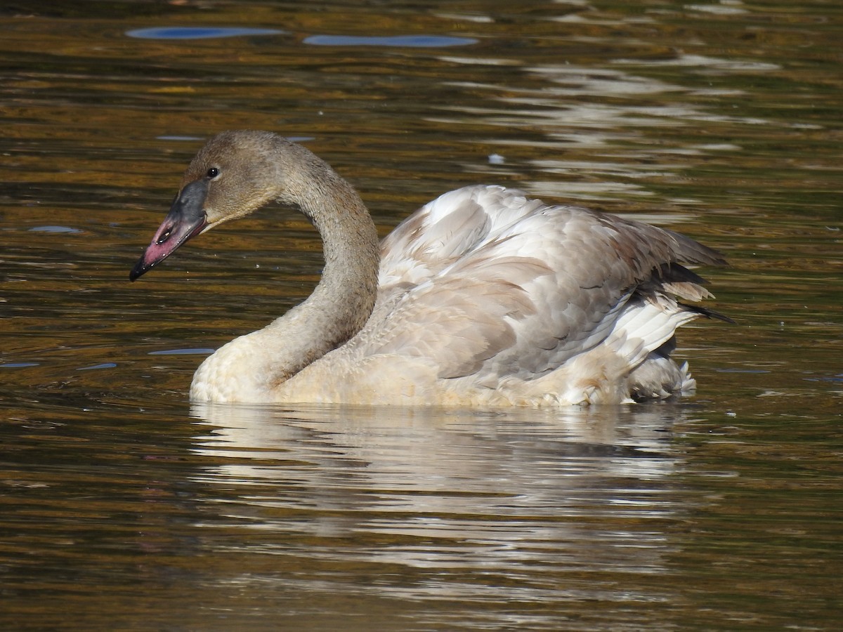 Trumpeter Swan - Jo Ellen Floer