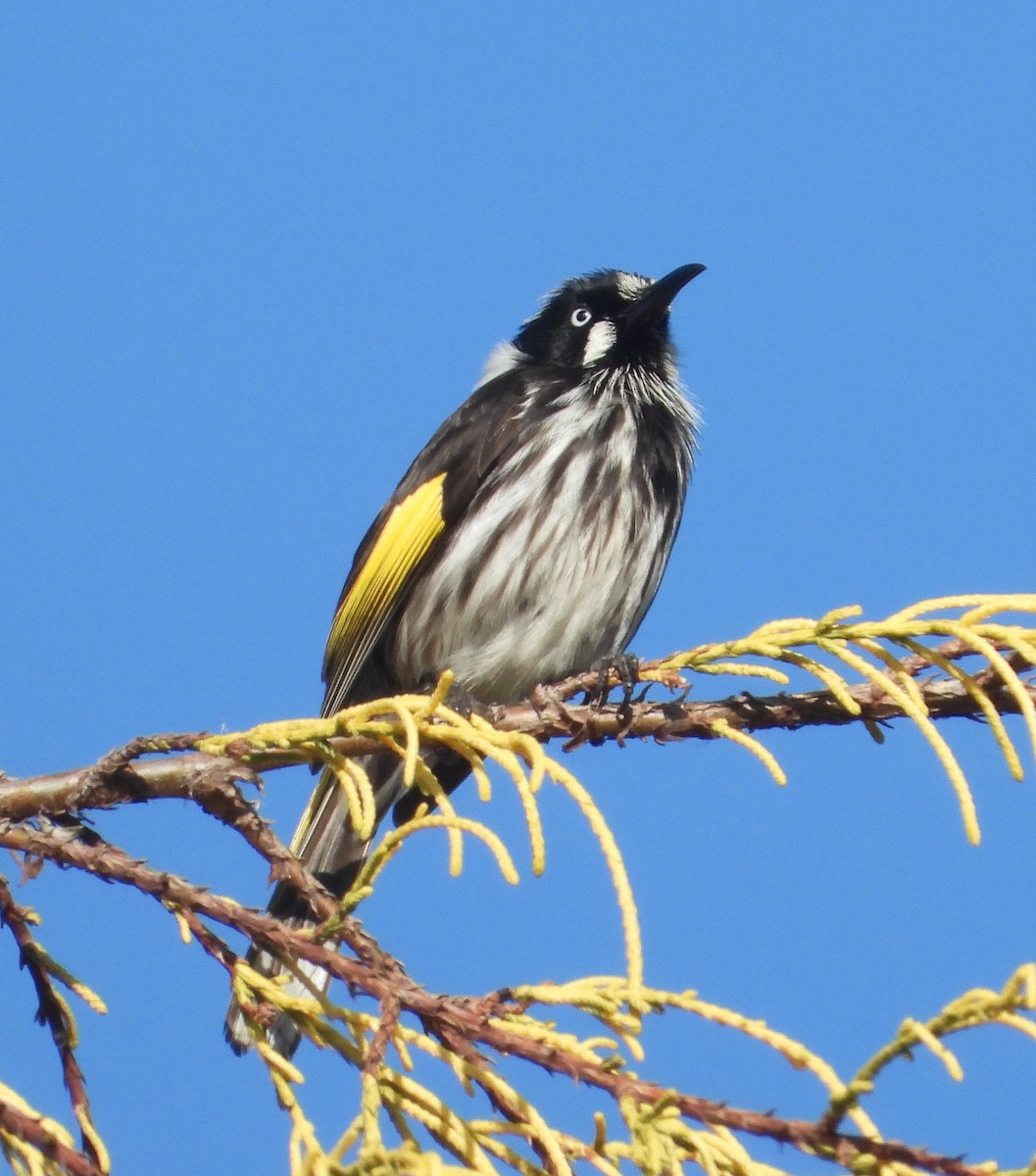 New Holland Honeyeater - ML610343924