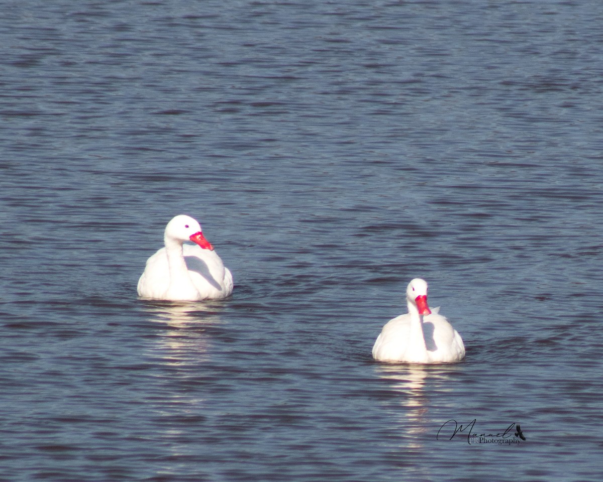 Coscoroba Swan - ML610344054