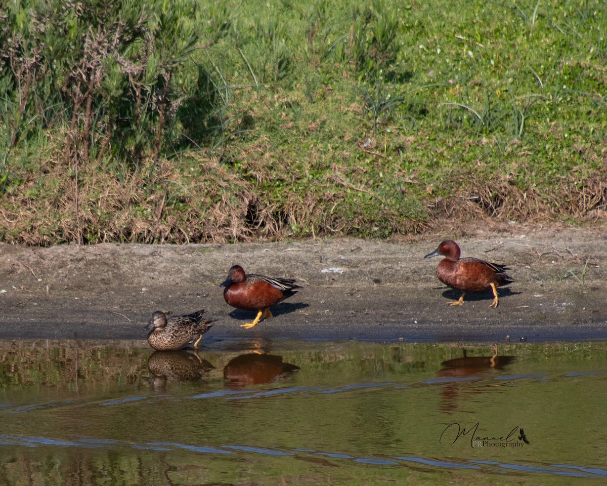 Cinnamon Teal - ML610344060