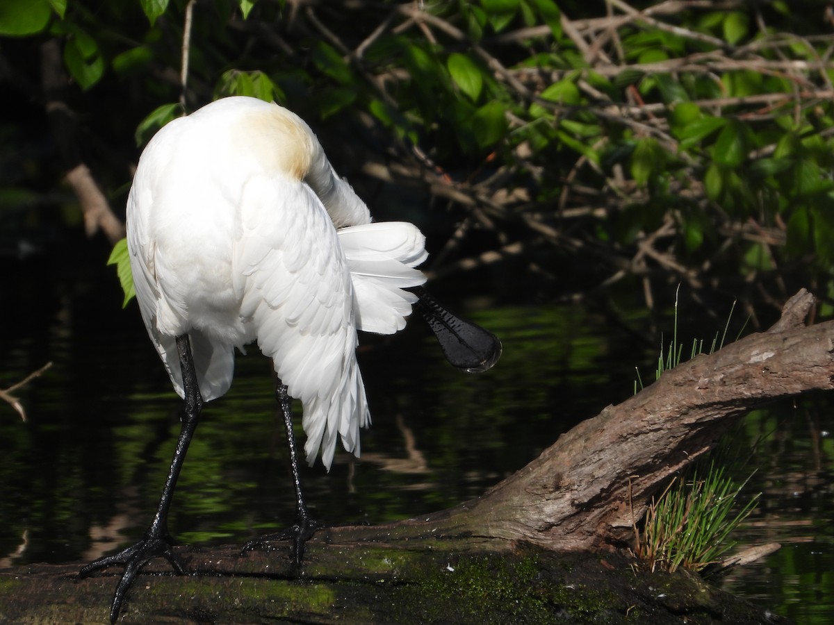 Royal Spoonbill - ML610344068