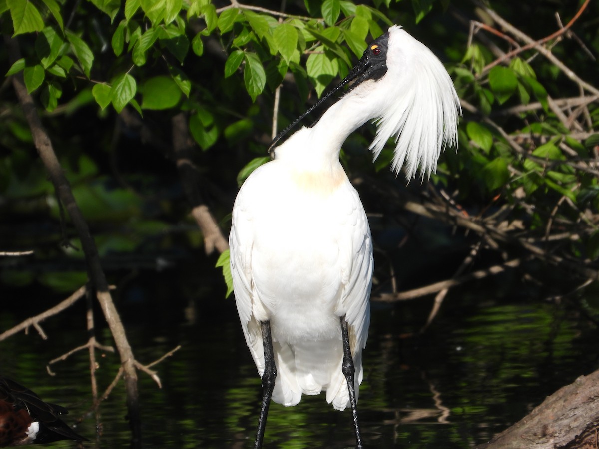 Royal Spoonbill - ML610344069