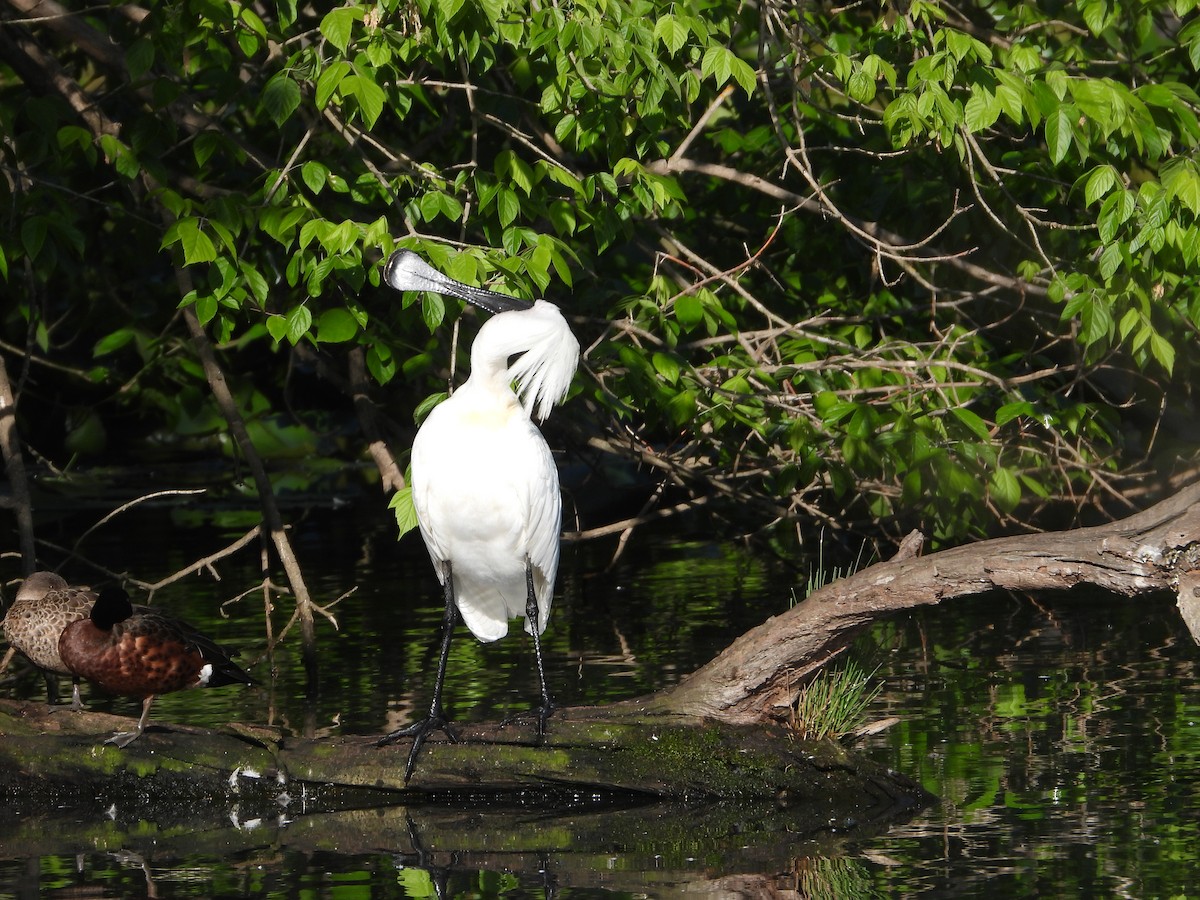 Royal Spoonbill - ML610344070