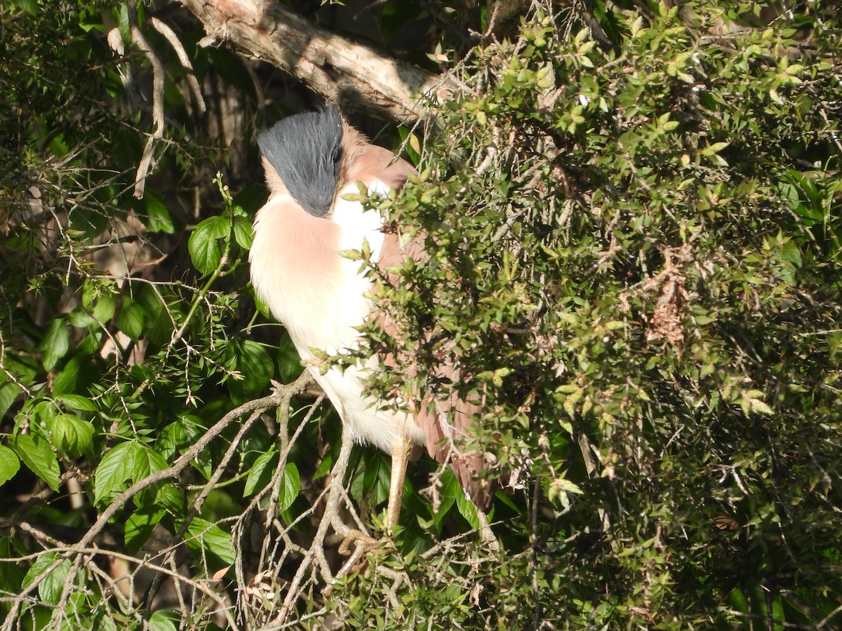 Nankeen Night Heron - ML610344113